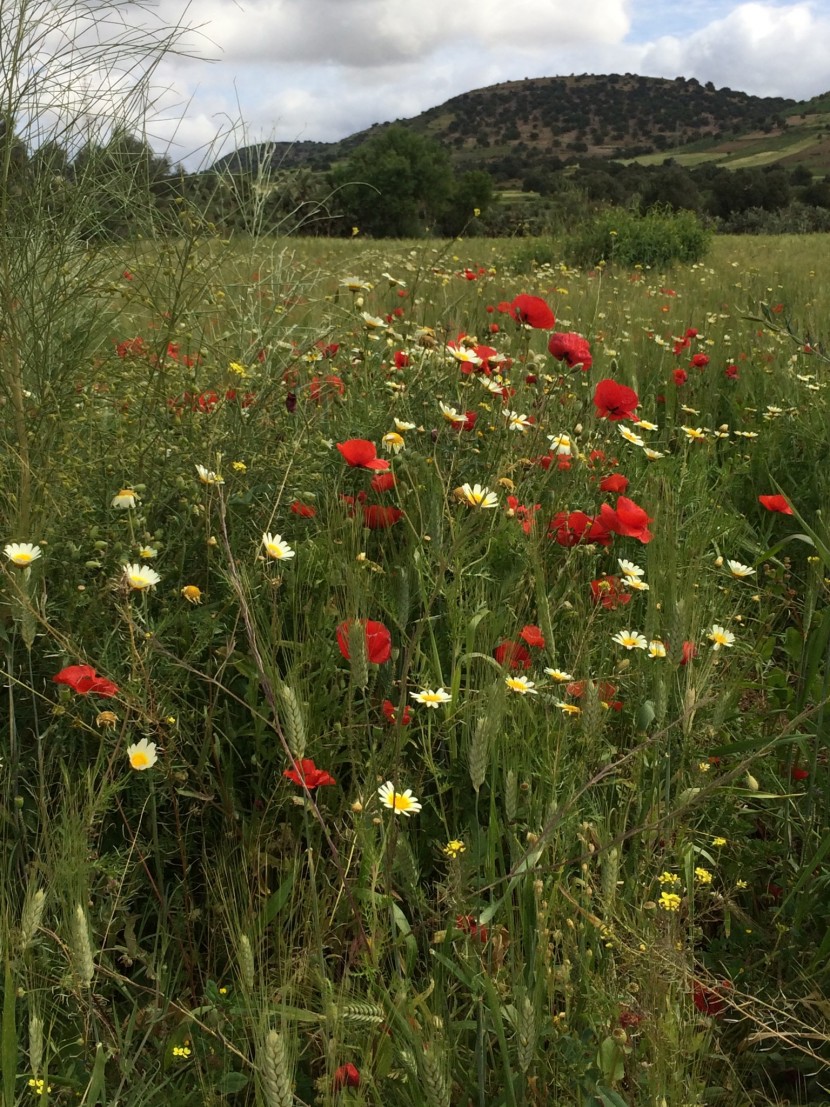 Spring Poppies in the Countryside near Essaouira