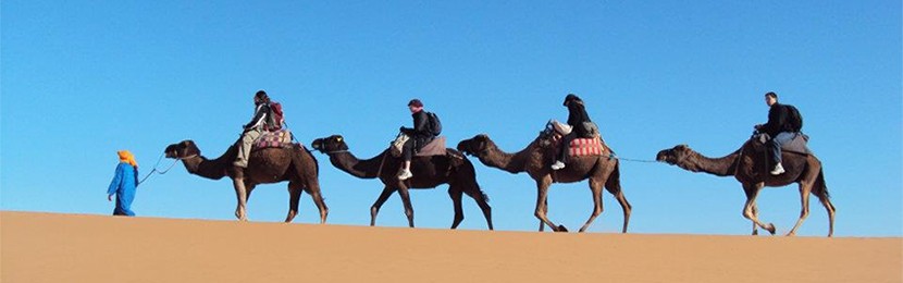 Horse and Camel Rides