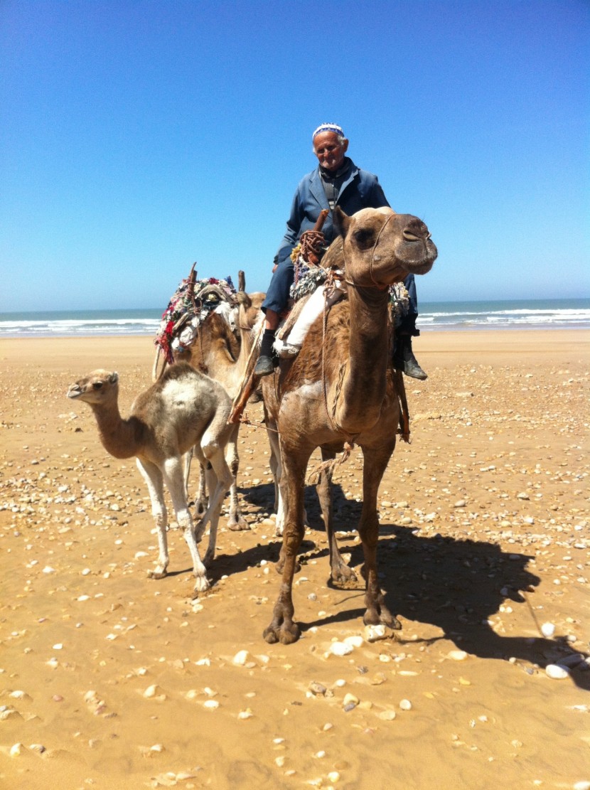 Baby camel